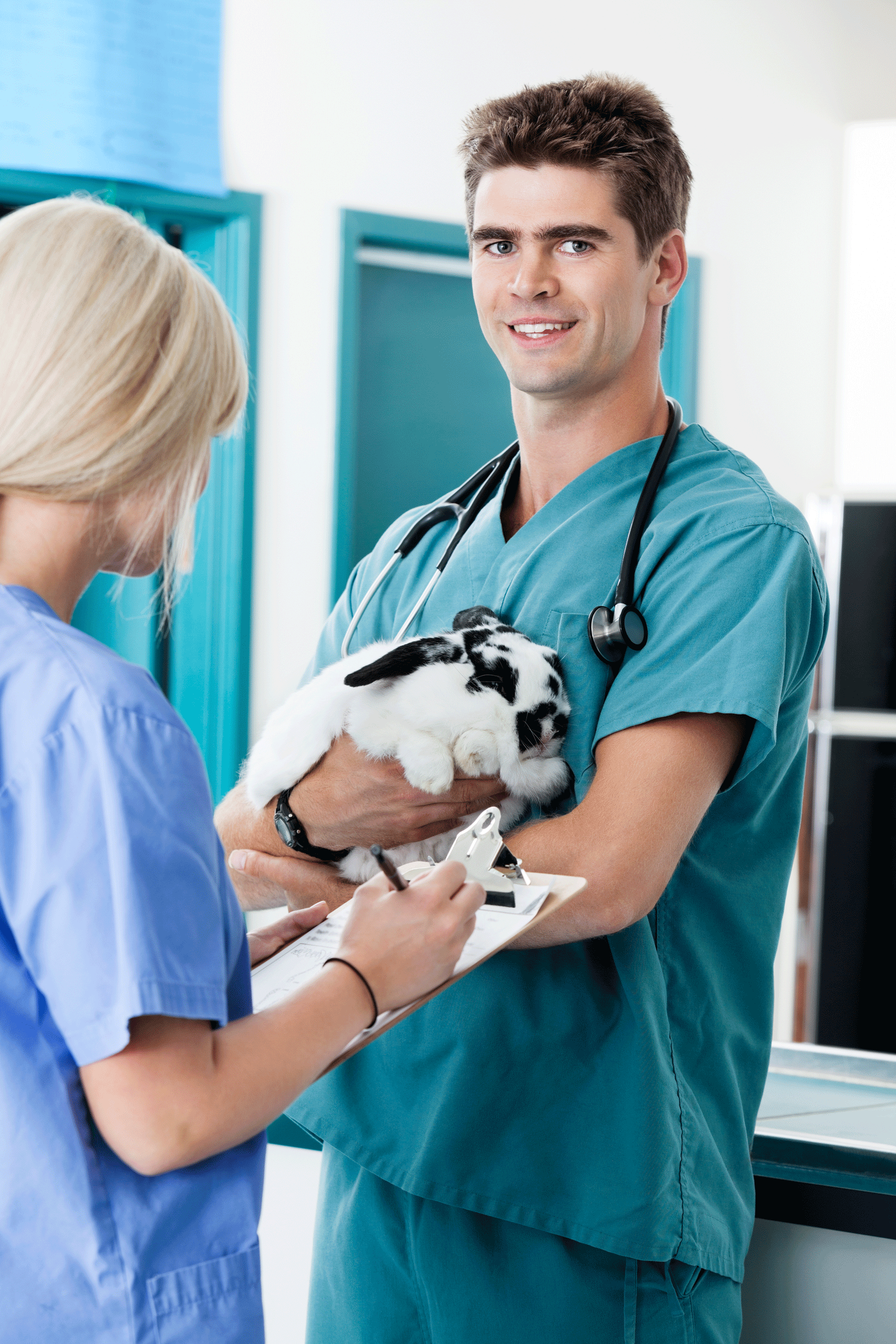 Young male veterinarian holding a rabbit
