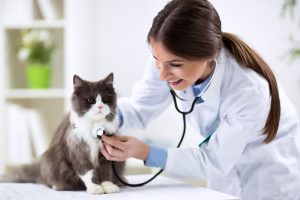 Young female veterinarian with grey and white cat