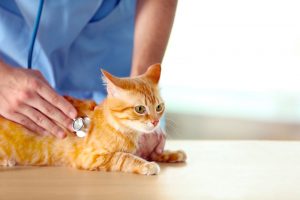 Orange cat getting checked by a veterinarian