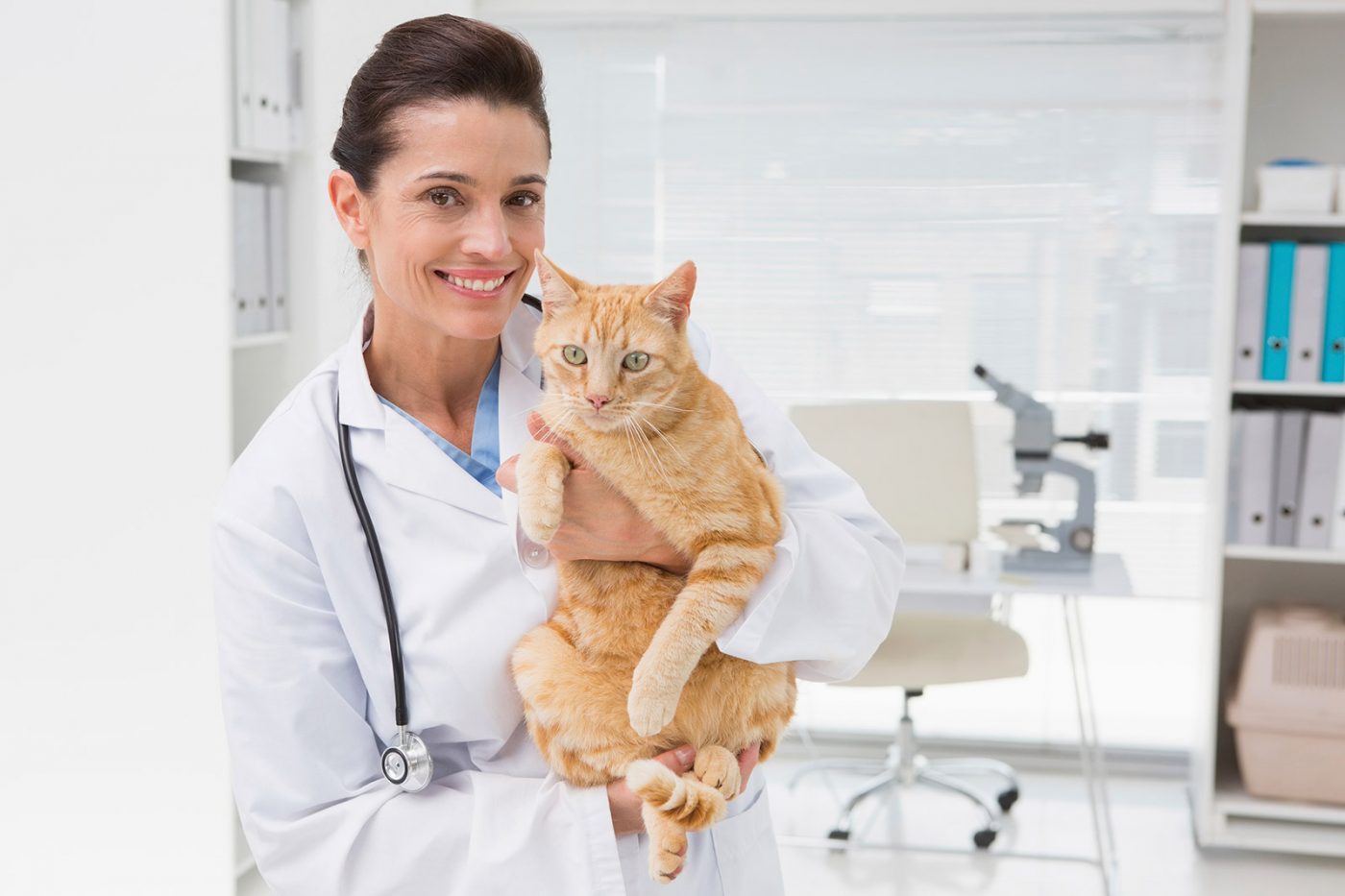 Veterinarian and orange cat