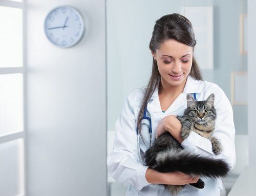 6 Tips to Opening a Veterinary Clinic and Securing a Healthy Lease Agreement