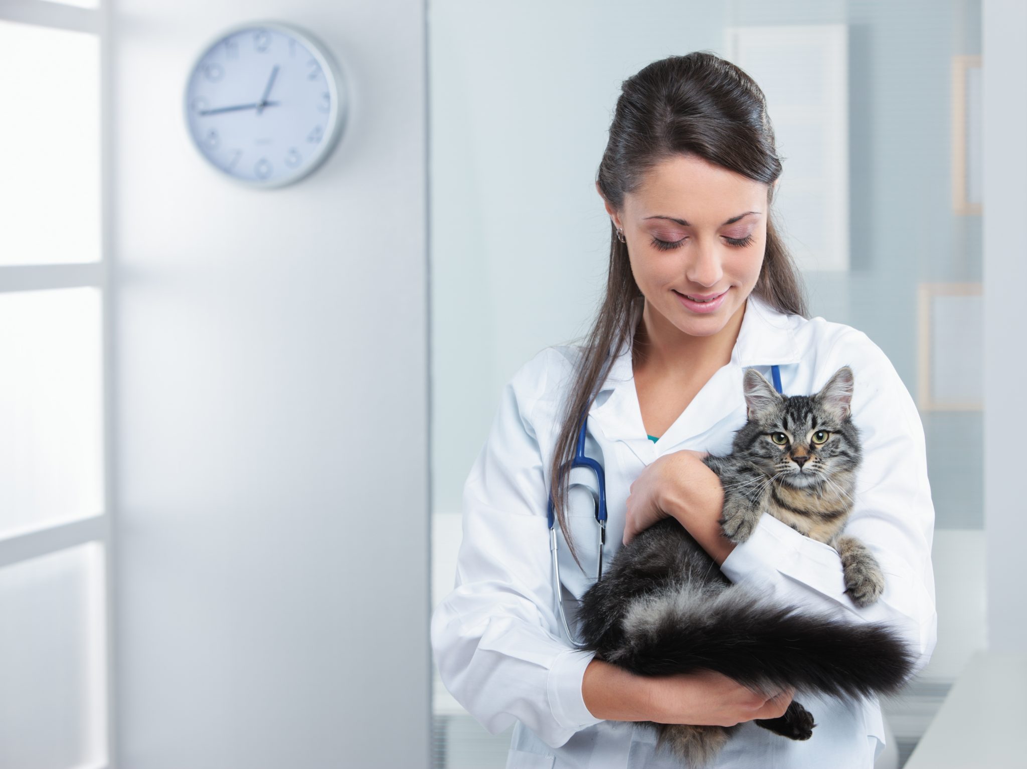 Young female veterinarian holding a cat