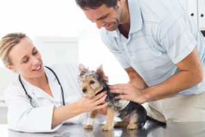 Veterinarian and customer looking at his Yorkshire Terrier